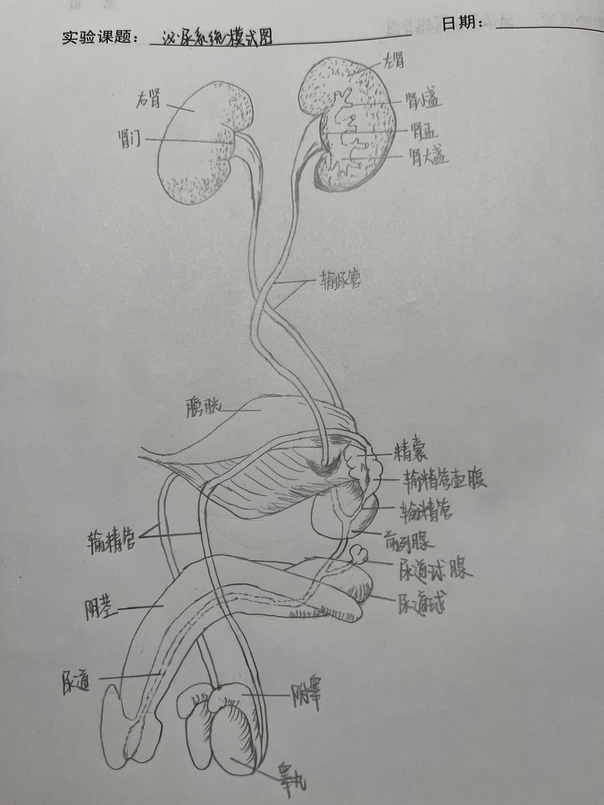 真的好难[流泪][流泪] 医学生   手绘   消化系统   呼吸系统  泌尿