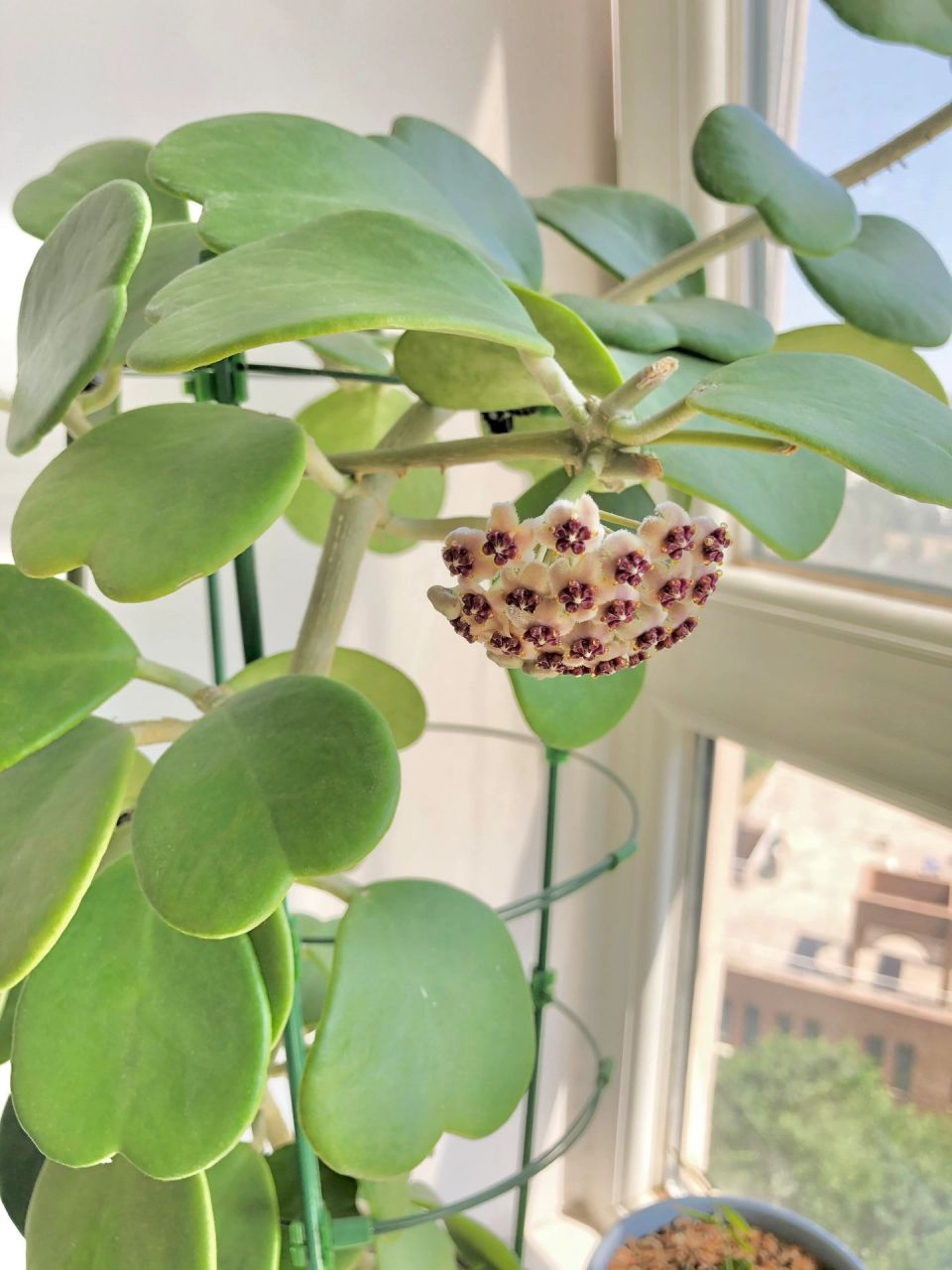 每日一花 —— 心叶球兰 这盆心形叶片的多肉养了将近两年 心形的叶片