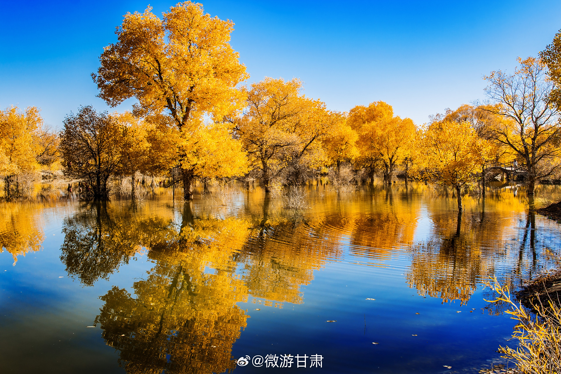 金塔沙漠胡杨林景区现已成为丝绸之路上独特的旅游景点,吸引了全国