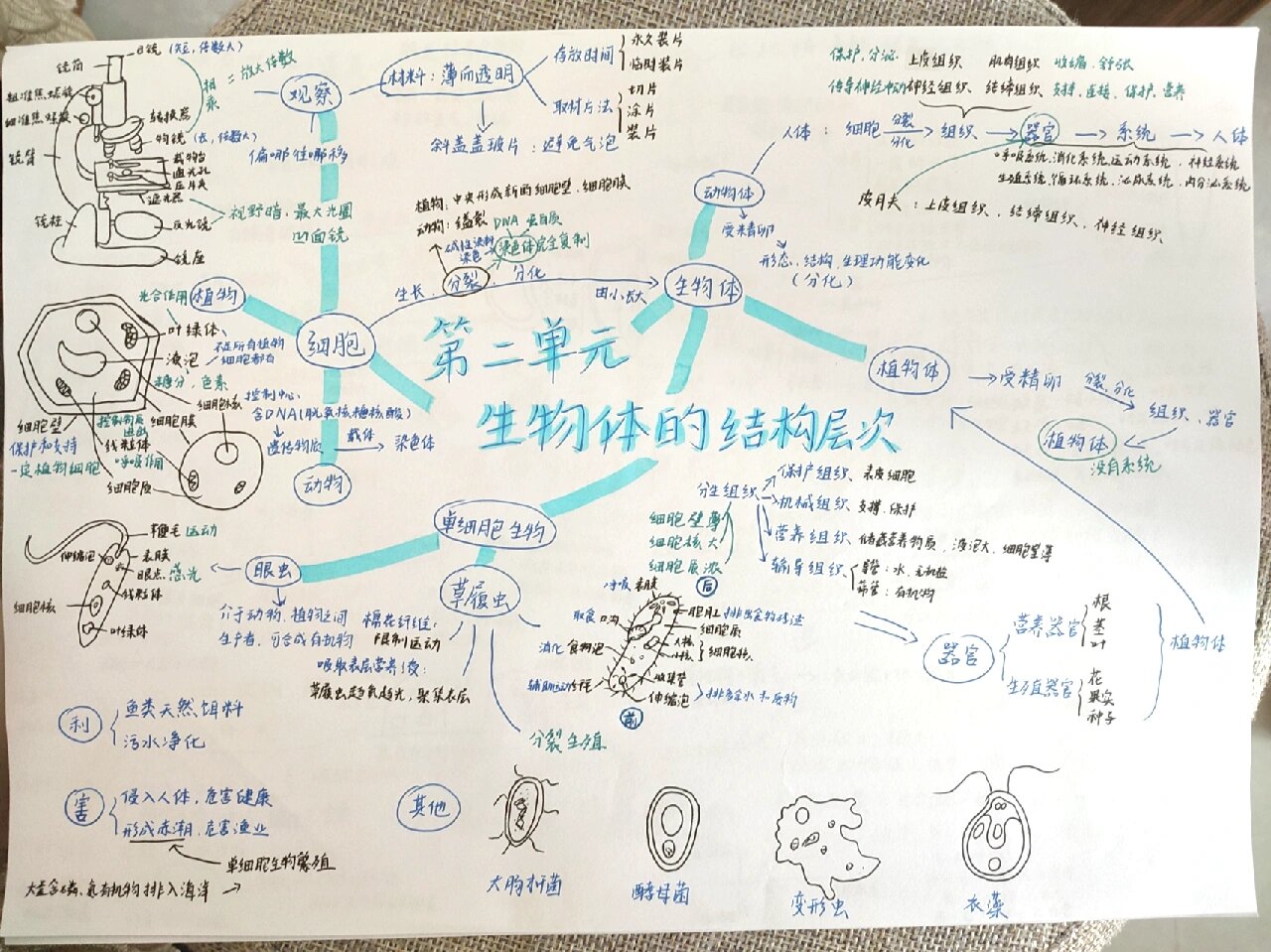 七上生物第二单元思维导图