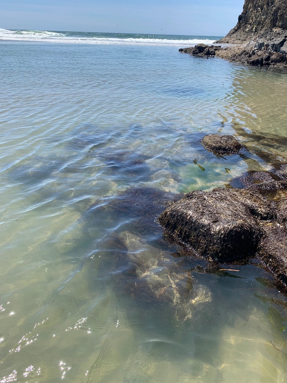 野生紫菜 紫菜吃得多,但是第一次看到原来在海里是长这样的第一次亲手