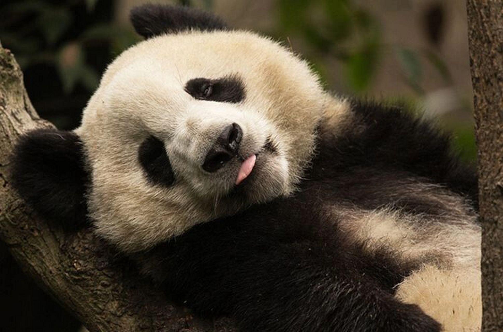 中国十大濒危动物——大熊猫 大熊猫(学名:ailuropoda melanoleuca)