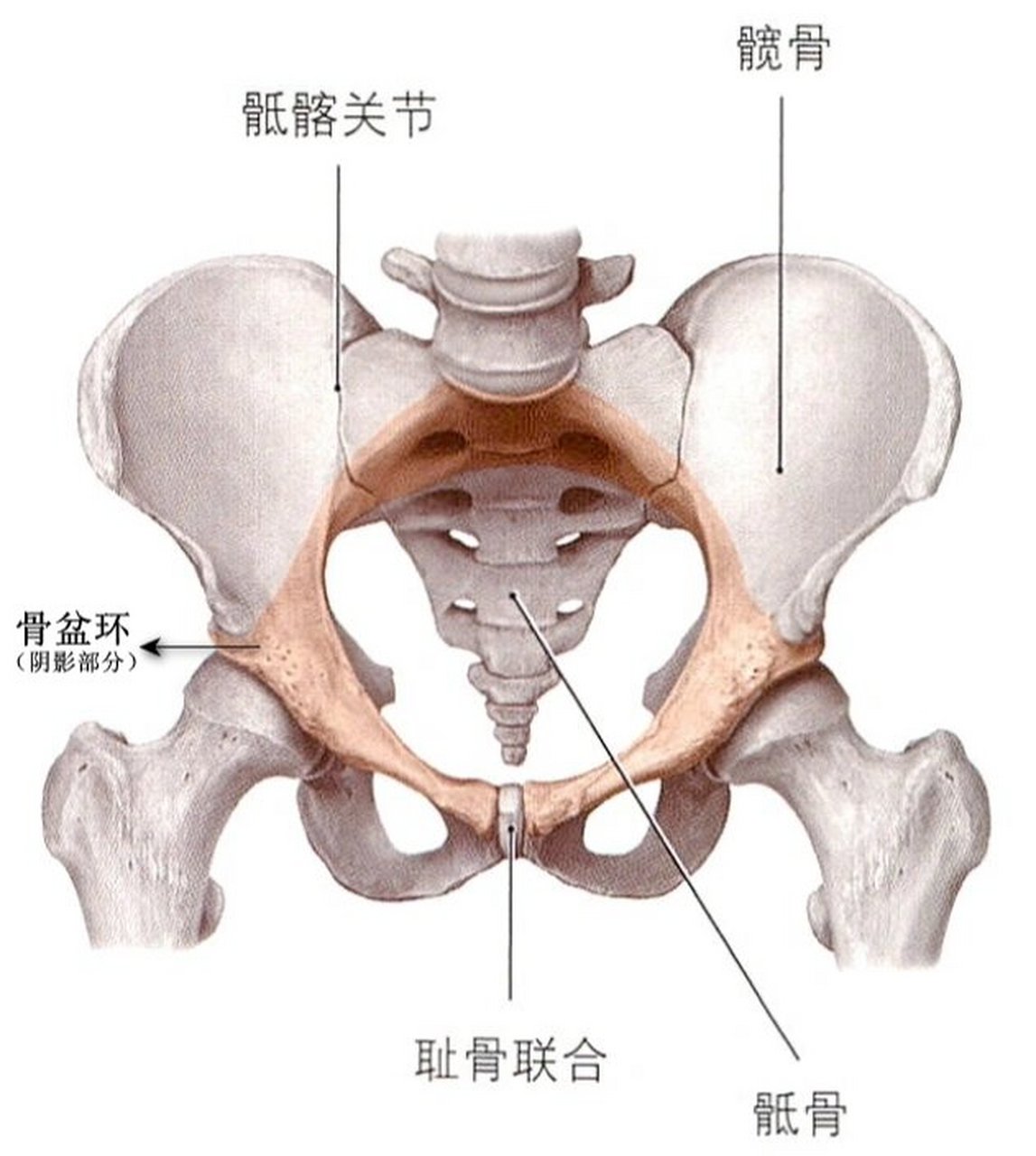 环状软骨位置图片