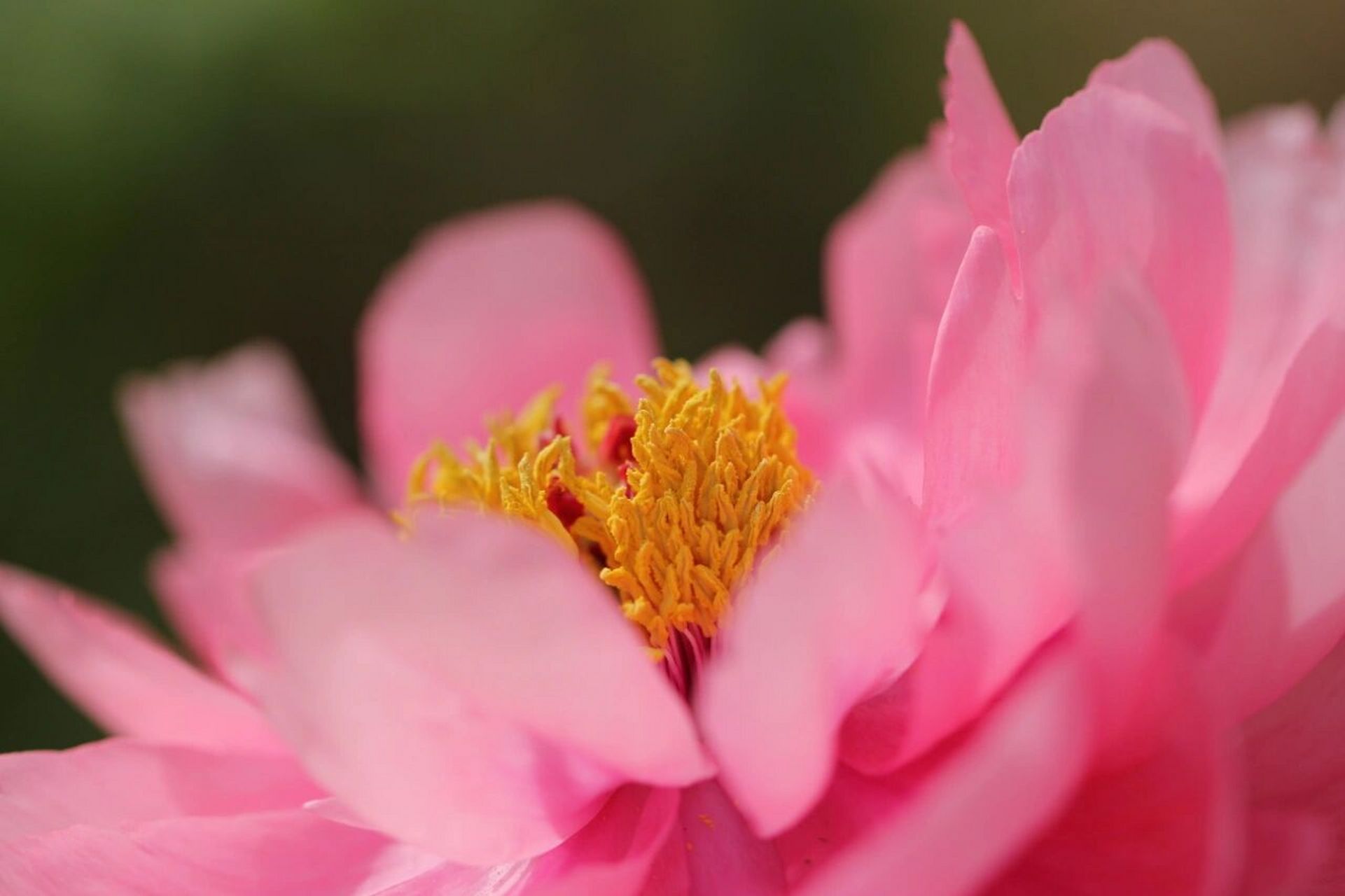 牡丹摄影 姐妹调侃我说,我这拍的是老年人微信头像,浓浓的花开富贵风