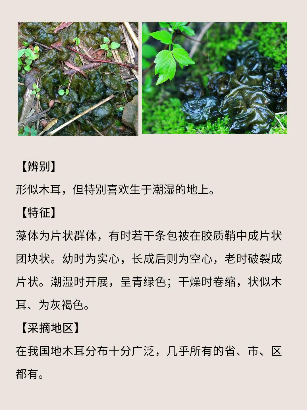 野菜大全 的想法: 024 | 地木耳,劝退,一筷子洗一小时 | 【是否有毒】