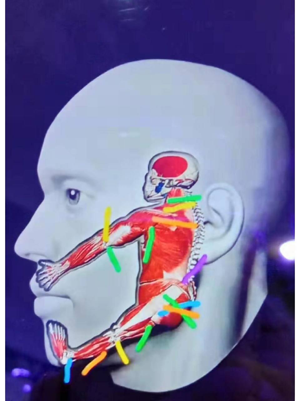 颊针疗法通过针刺面颊部的特定穴位来治疗疾病,我们的面颊部存在着一