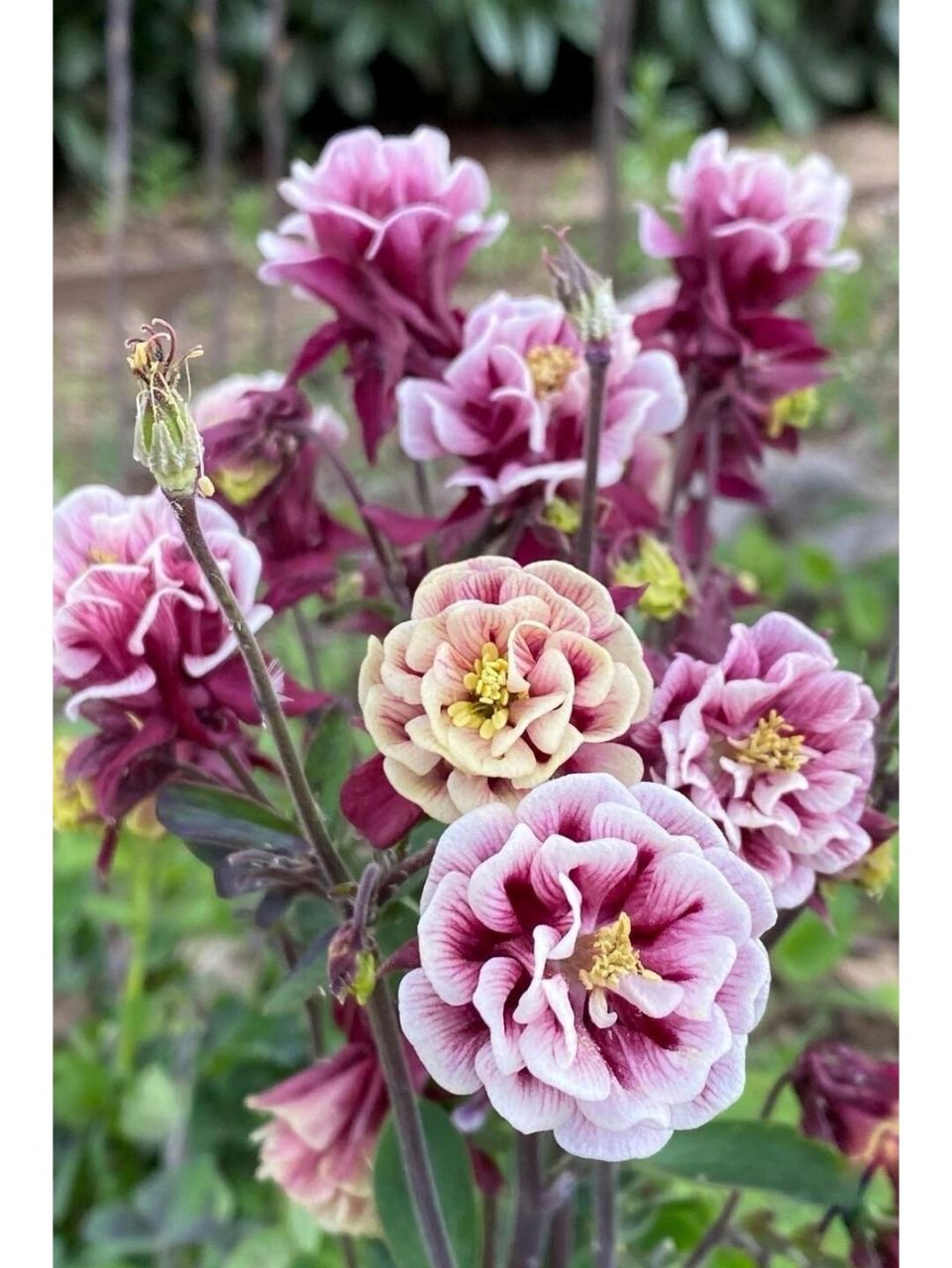 每日植物-重瓣耧斗菜  干嘛叫人家耧斗菜,这明明就是仙女,我已经替她