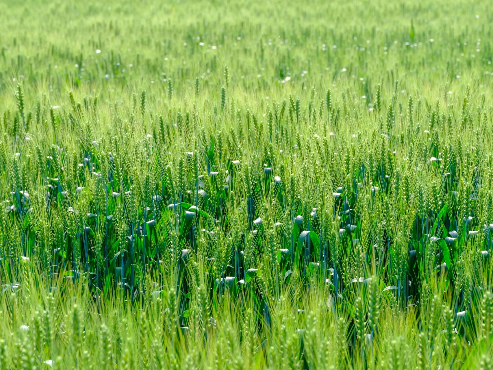 春天的田野很美,一眼望不到边的绿油油麦田,麦子在阳光的照耀下闪烁着