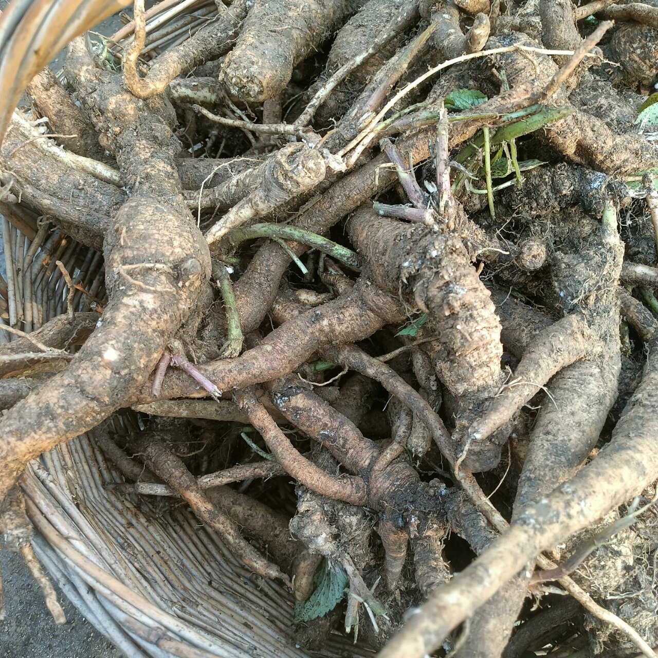 纯天然野生沙参,大山里采挖.