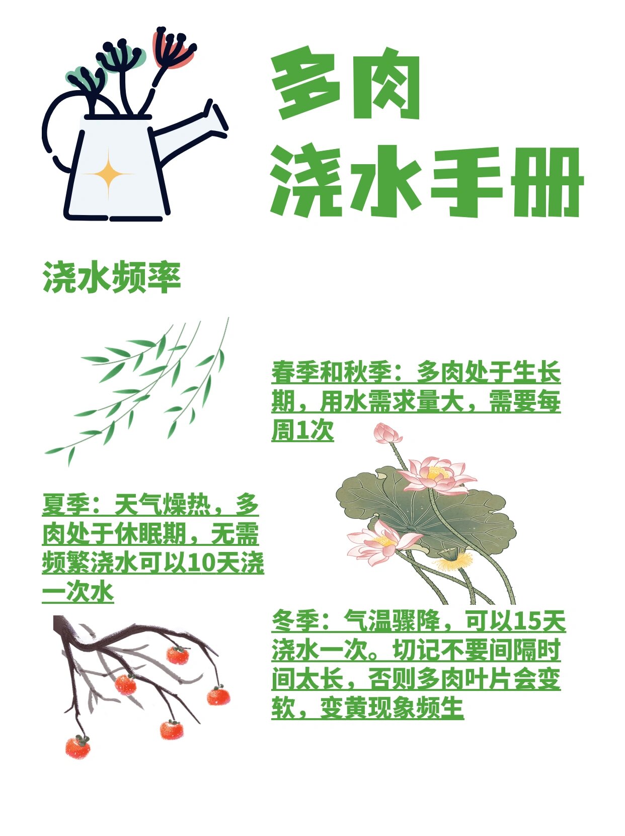 多肉浇水手册||细节解读,养多肉不再困扰