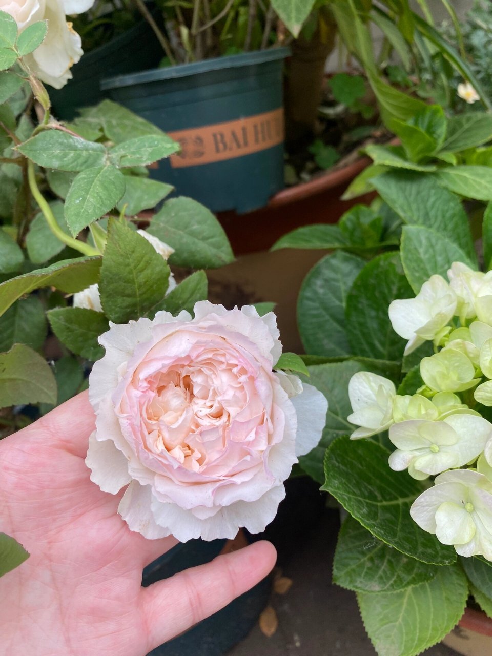 佩尔朱克月季   佩尔朱克月季的优点包括:花朵仙气,花香浓郁,勤花,单