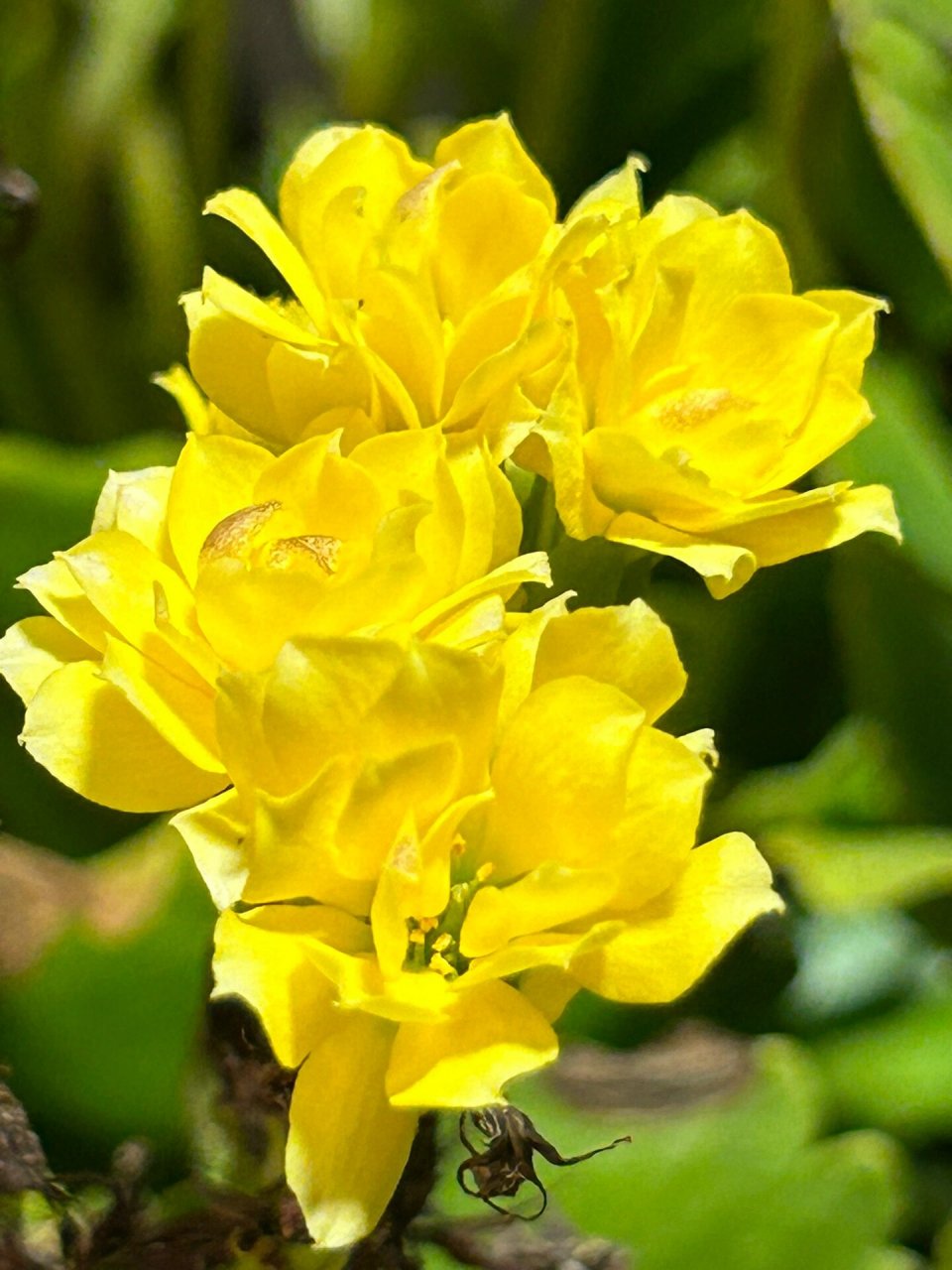长寿花的花语:长寿安康,大吉大利.