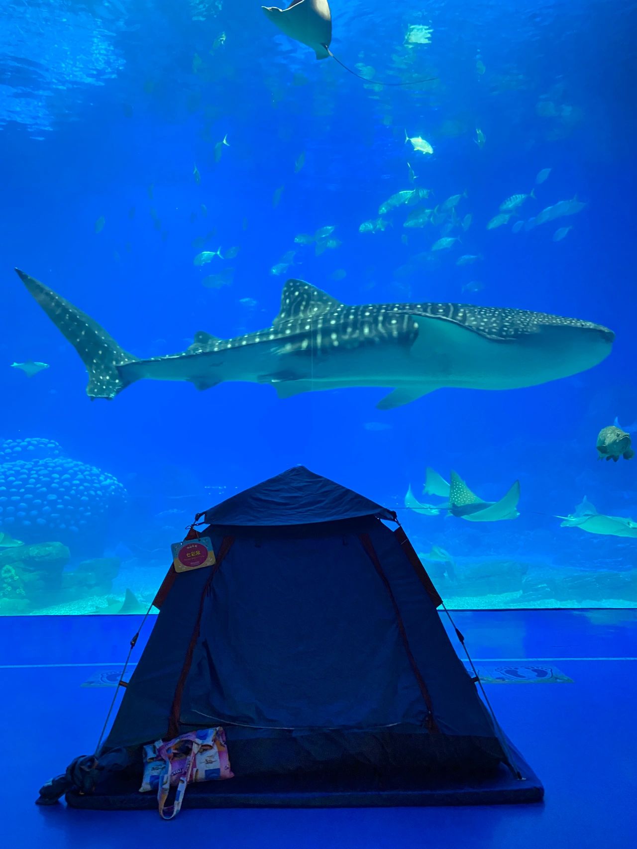 珠海长隆鲸鲨馆夜宿最全攻略