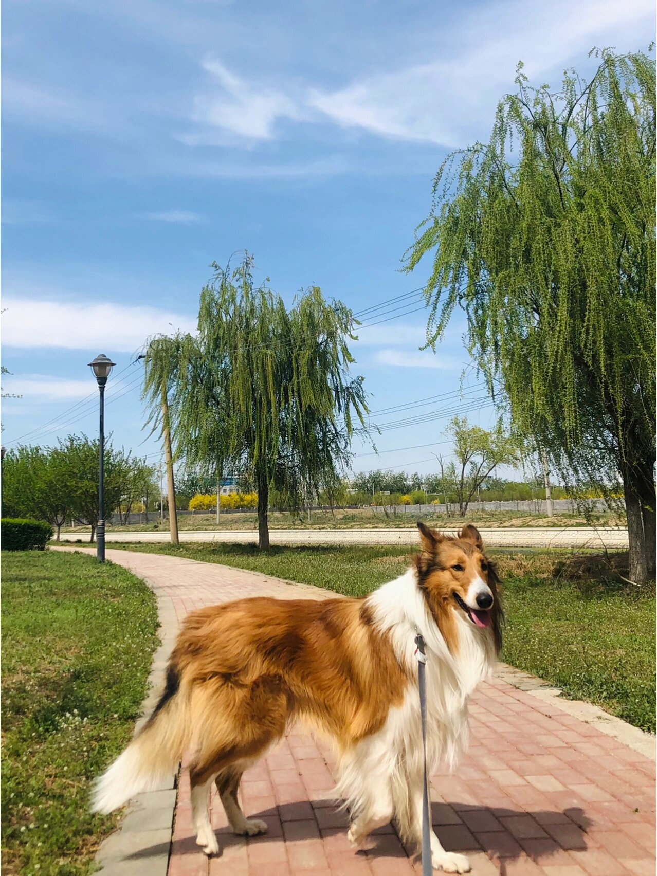 苏牧 愿我的小可爱永远都有好心情
