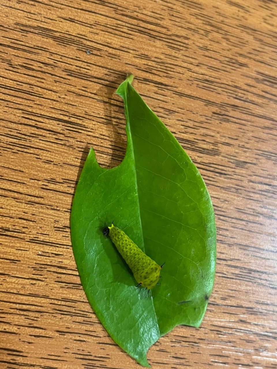 昆虫记录|统帅青凤蝶 在含笑上发现的统帅青凤蝶幼虫