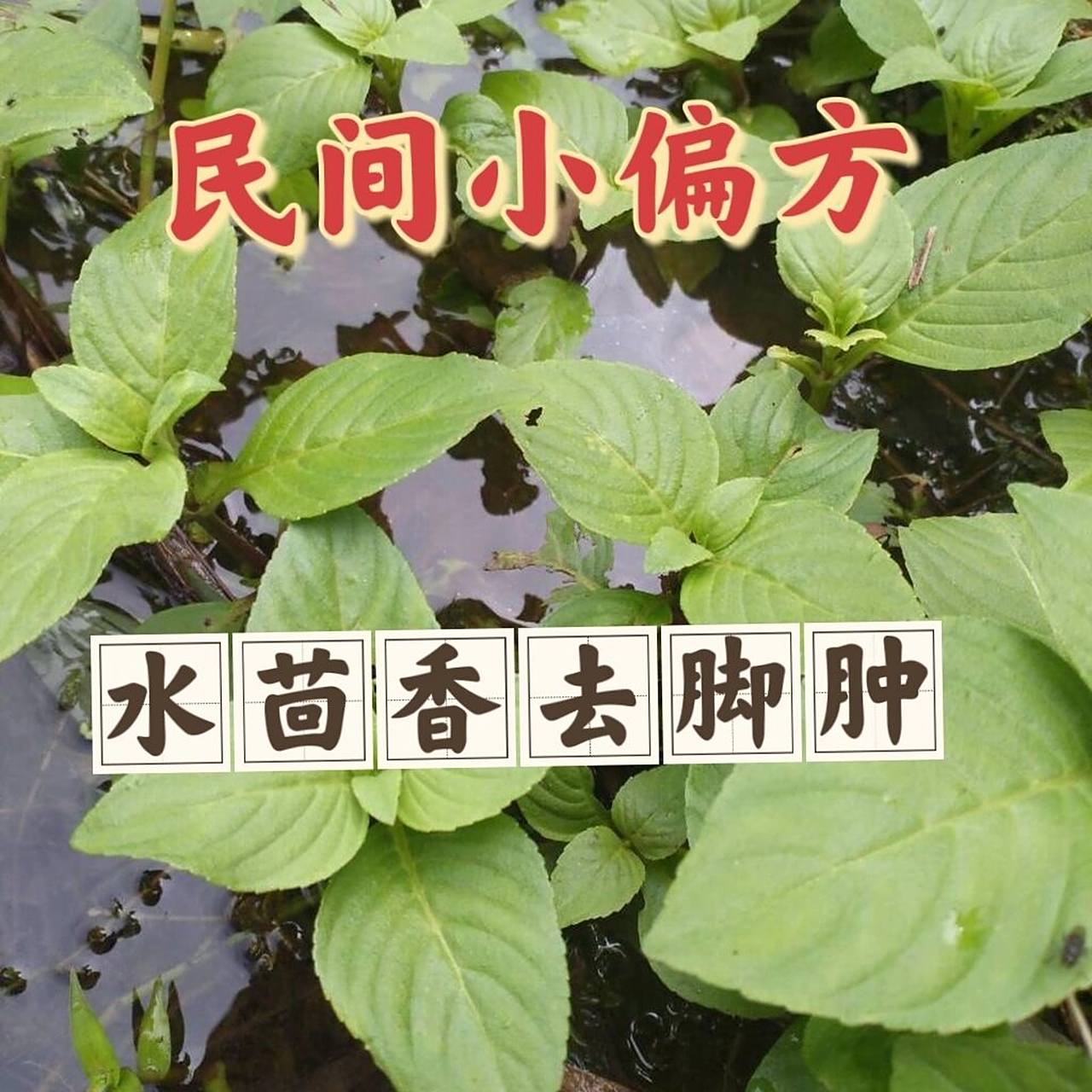 脚肿的福音73小偏方大用处 水茴香也叫田根草,水薄荷,水八角,水荆芥