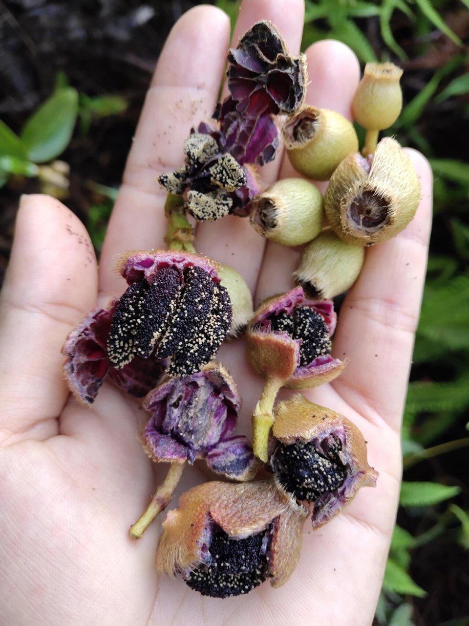 我们叫猪乸捻,你们叫什么?