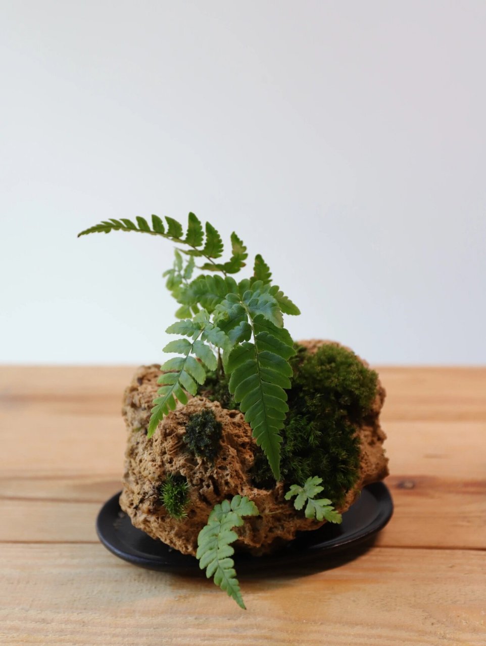 小巧吸水石微景 挑战100苔藓微景(二十二) 国风经典系列～吸水石微景