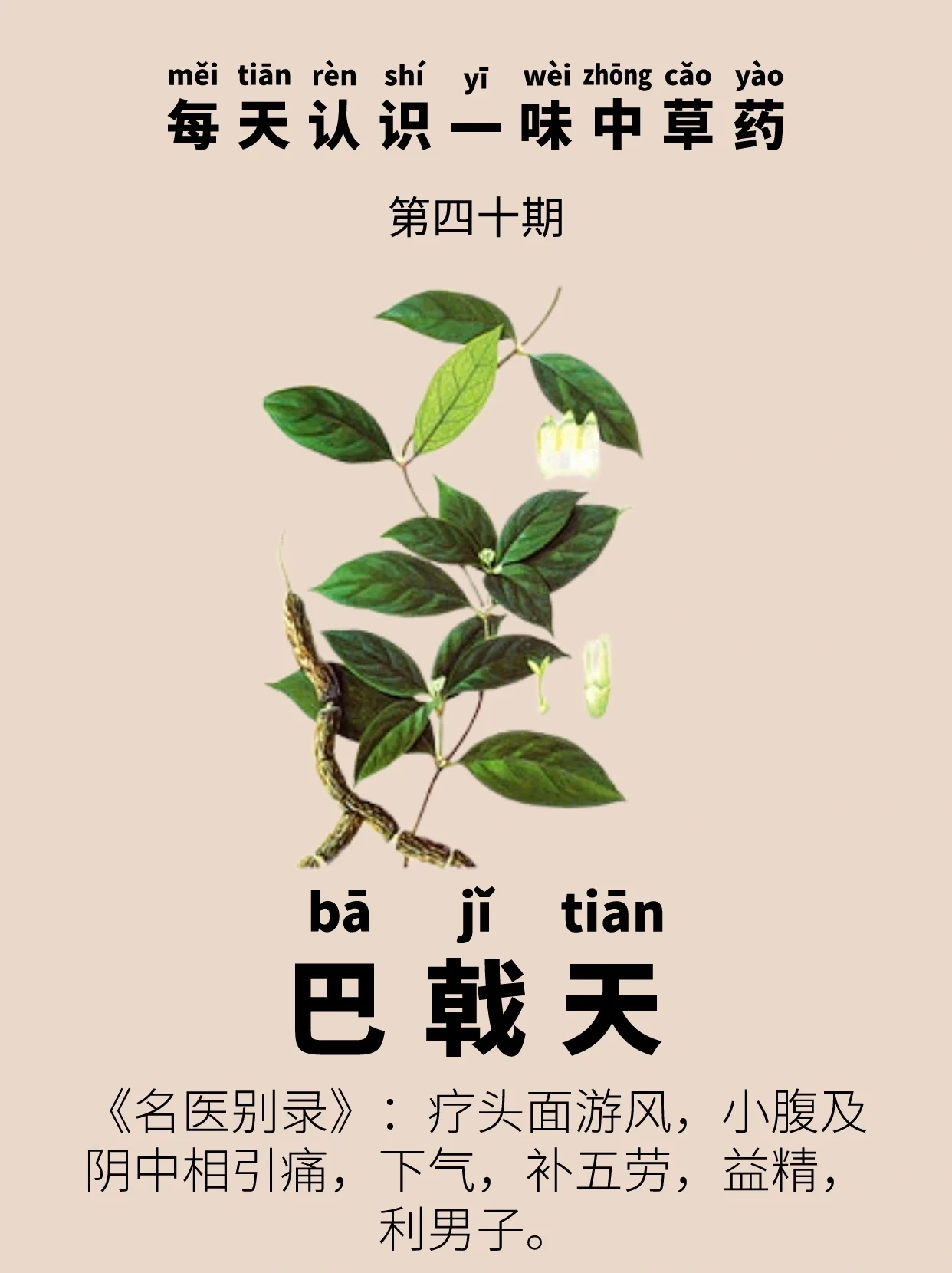 每天认识一味中草药|巴戟天 91别名:巴戟,巴戟肉,鸡肠风,猫肠筋,兔