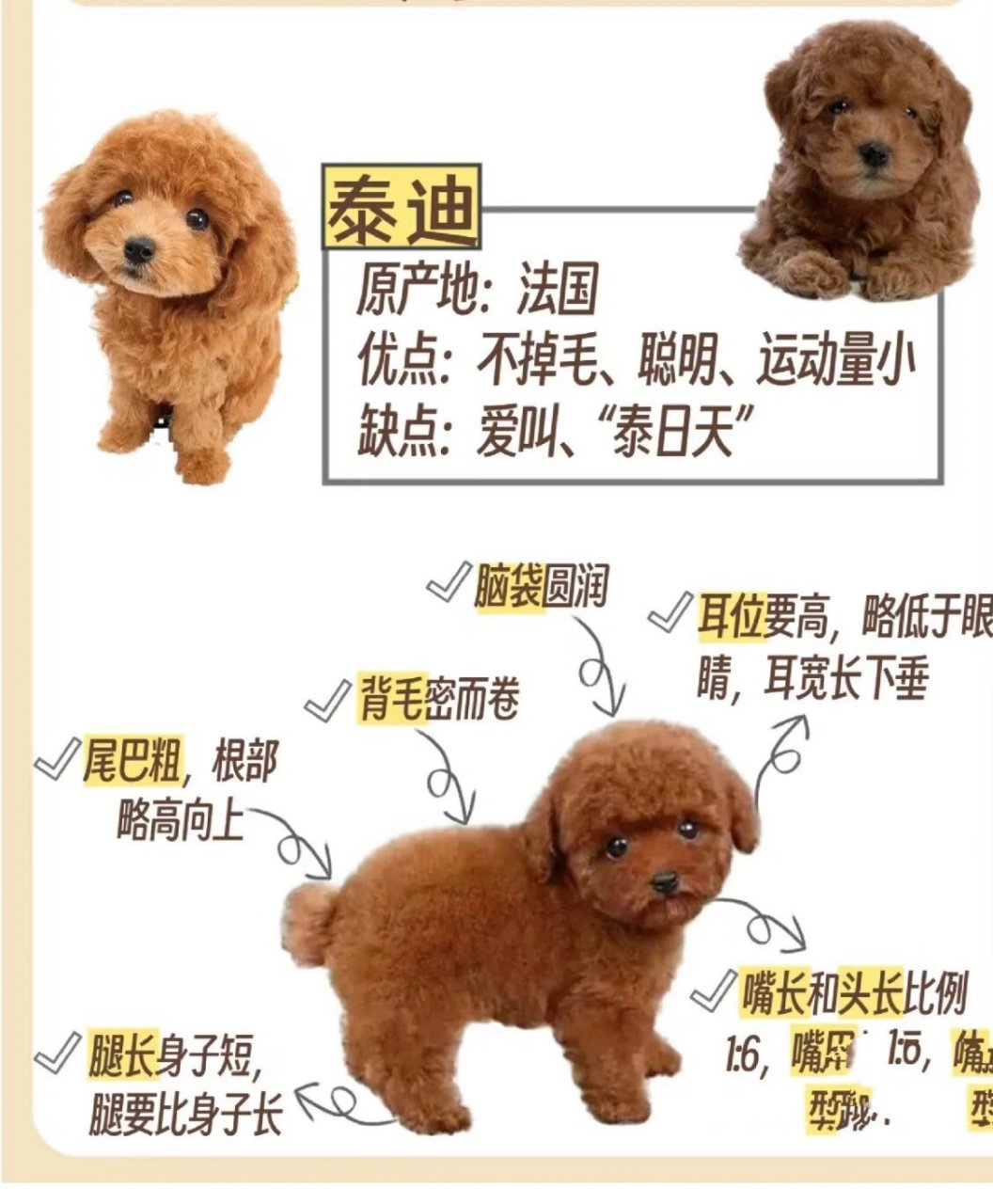 一般来说,体型较小的狗狗寿命相对较长,而泰迪犬属于小型犬,因此寿命
