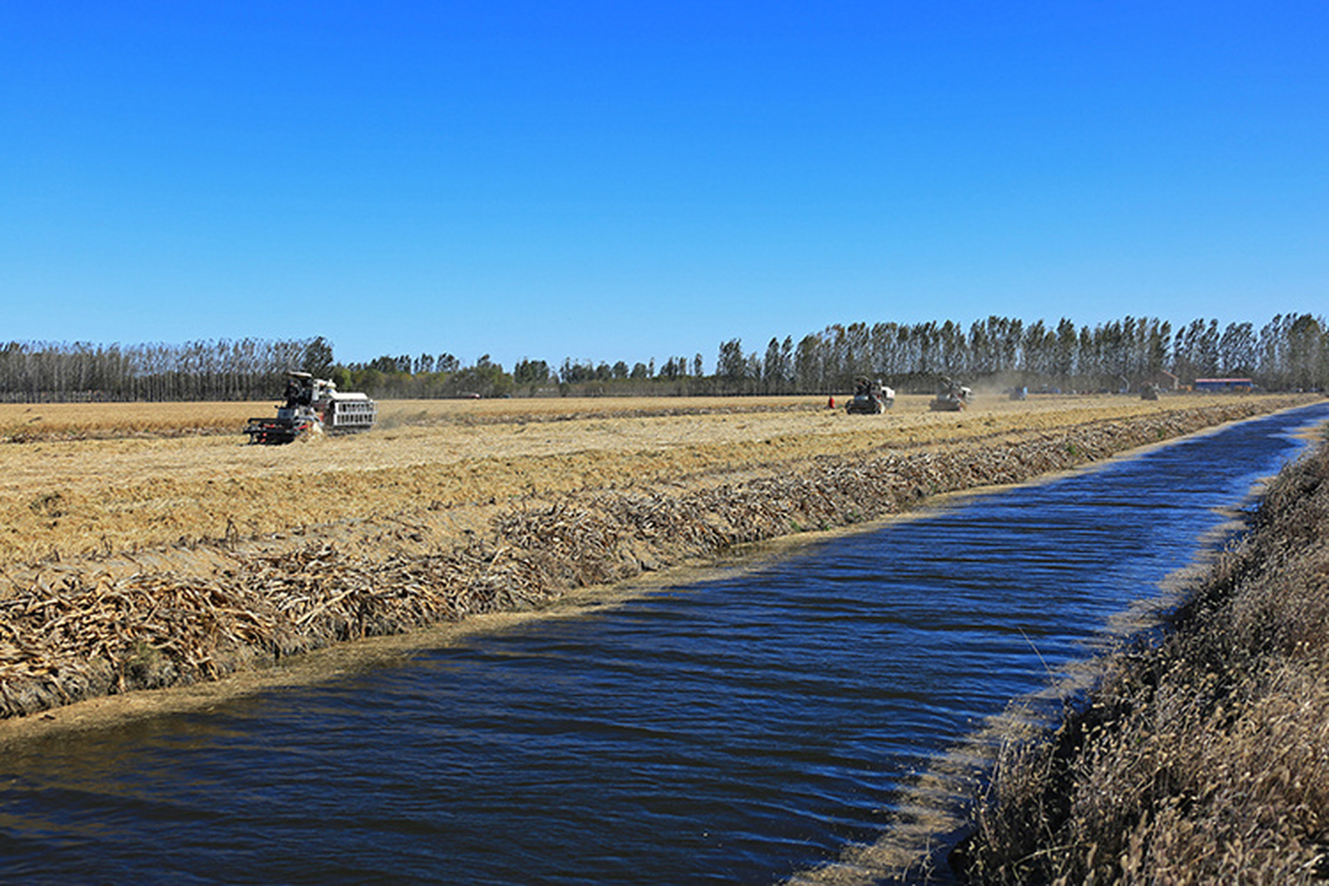 我是家乡代言人河北活动  【河北玉田:收割晚稻 颗粒归仓】#这么近