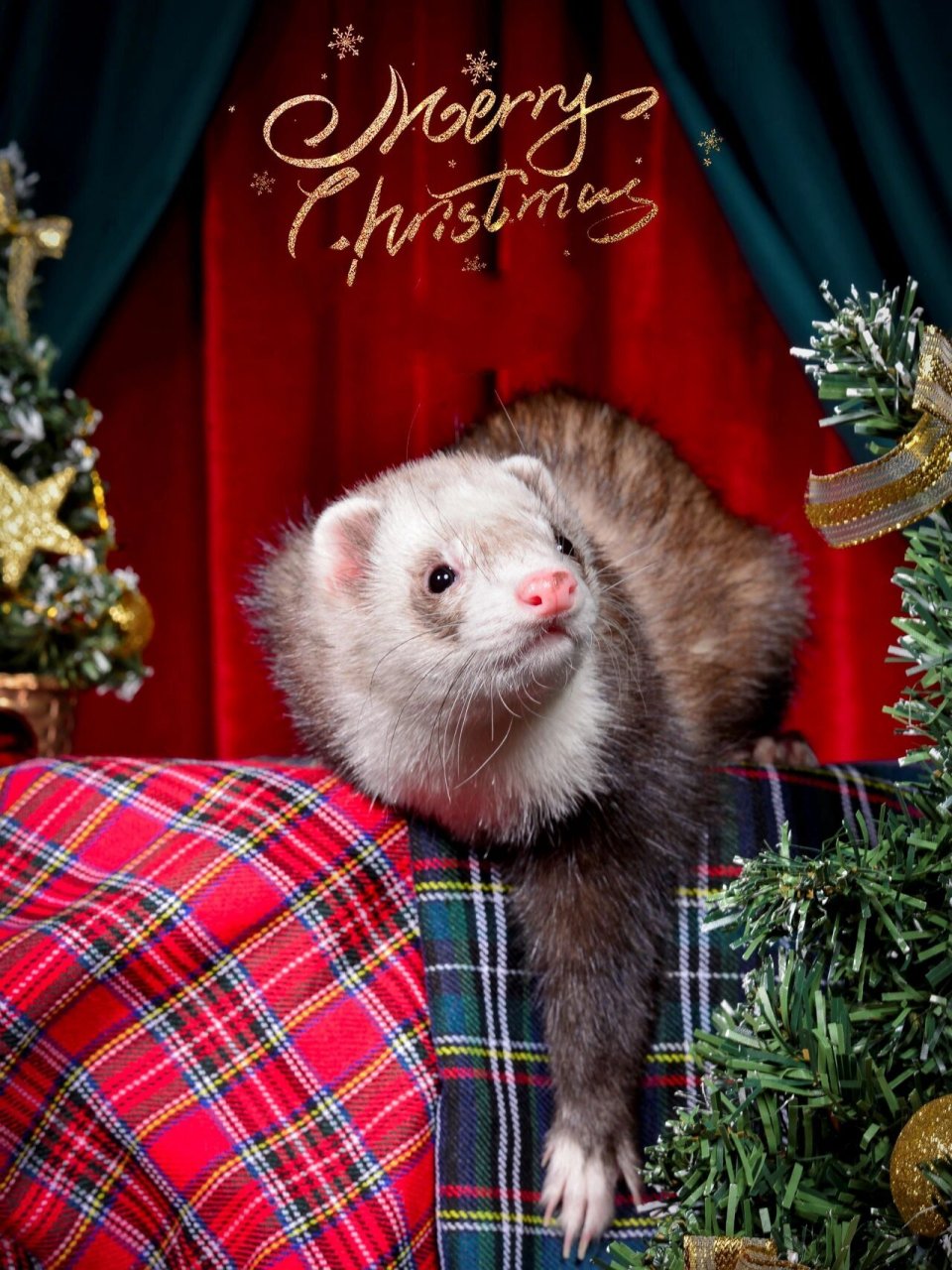 安格鲁雪貂圣诞写真宠物摄影宠物貂拍照上海 宠物摄影工作室爱宠萌宠