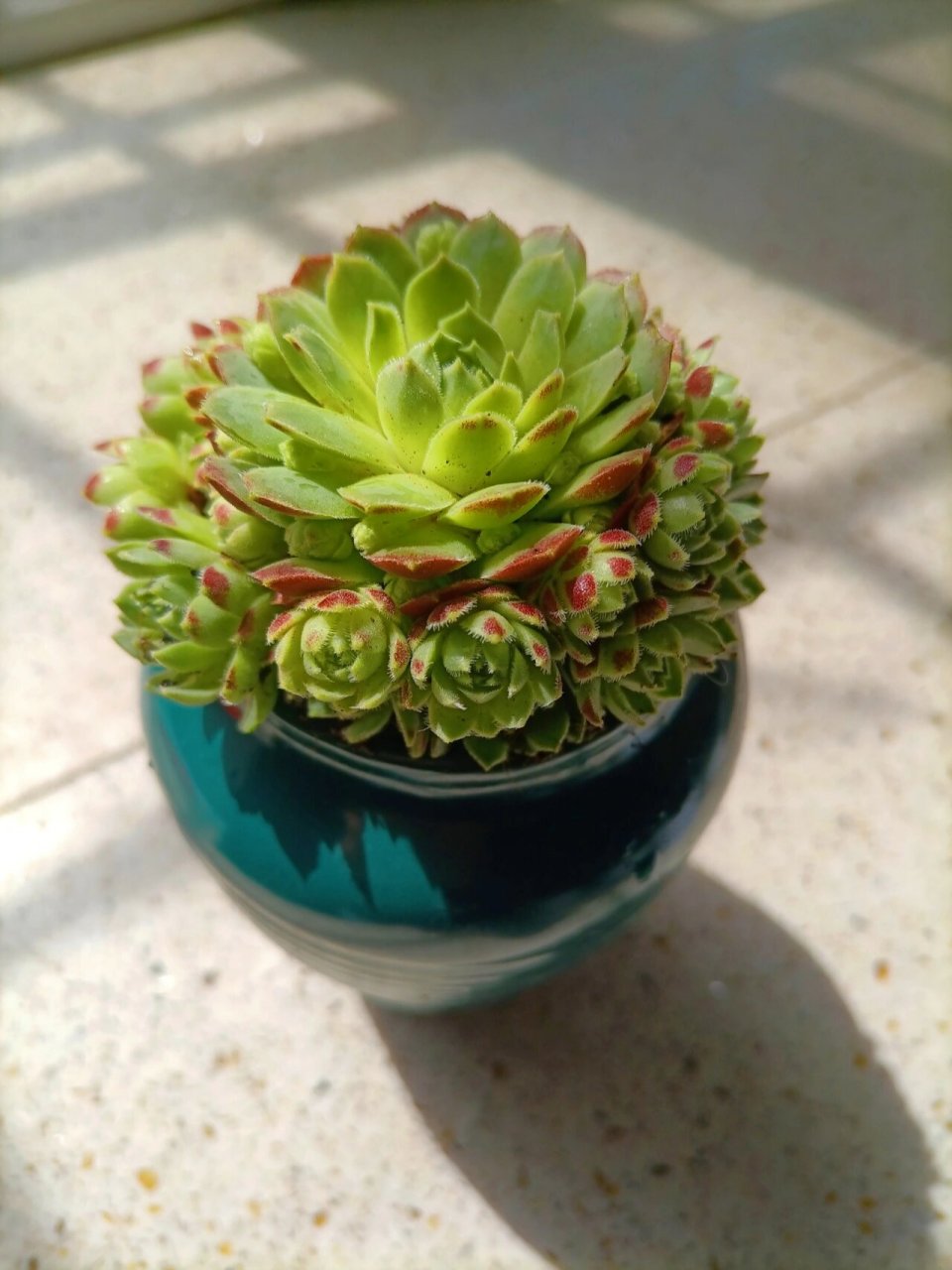 每日一美肉(二十四)长生草 长生草是对景天科长生草属(学名