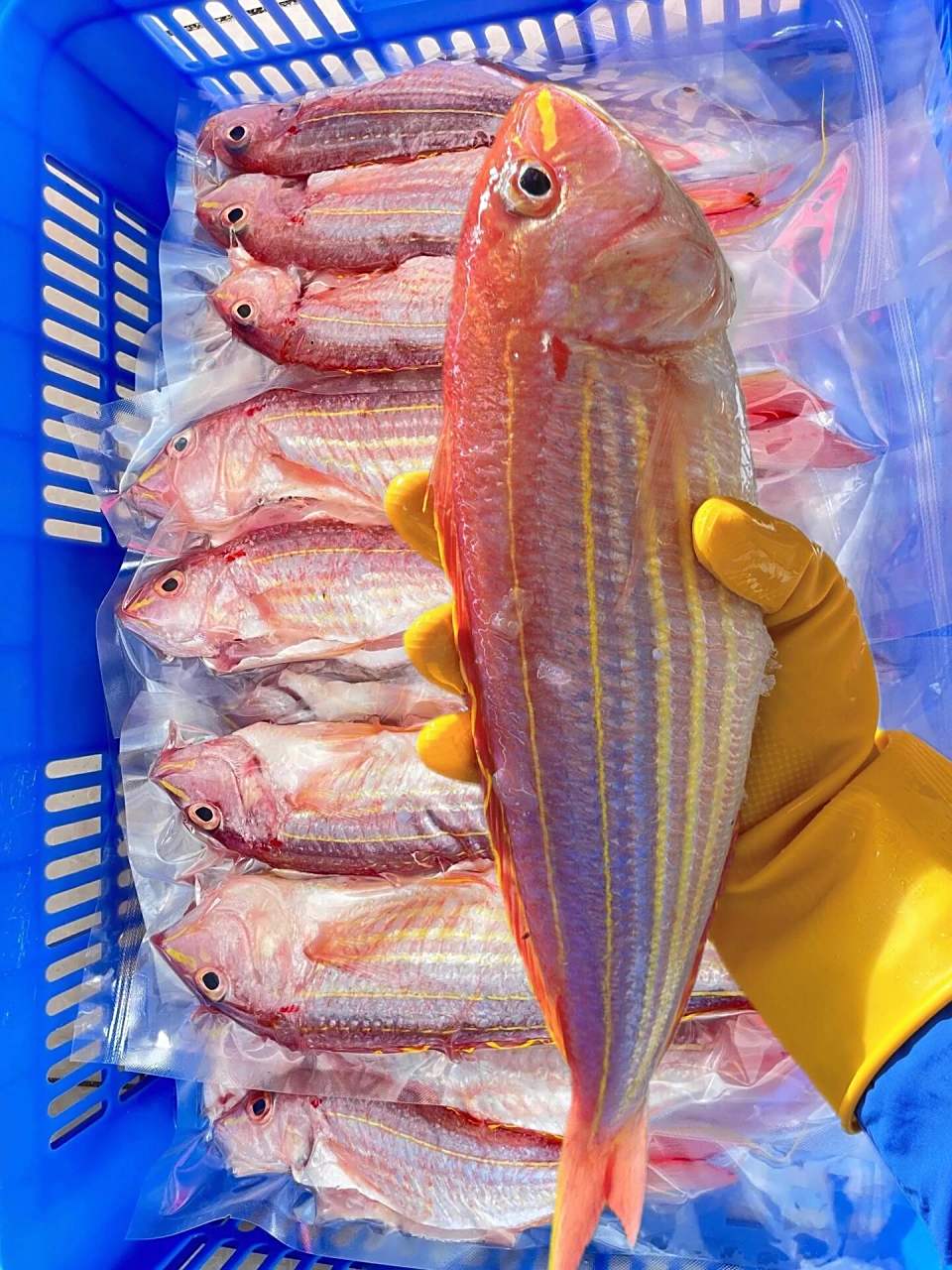 红杉鱼又名金线鱼,深海野生海鱼,目前无法人工养殖.