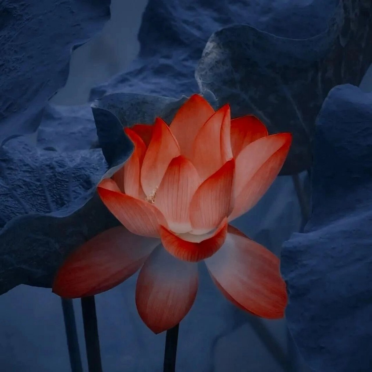 荷花头像来咯 想要清心寡欲吗   想要和长辈更进一步吗  想要和同龄人