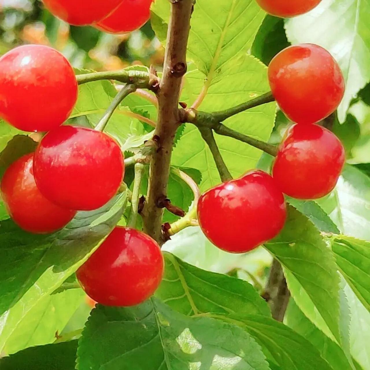 春天里的超级水果·四川小樱桃90 家里几百棵樱桃树,每年农历三月