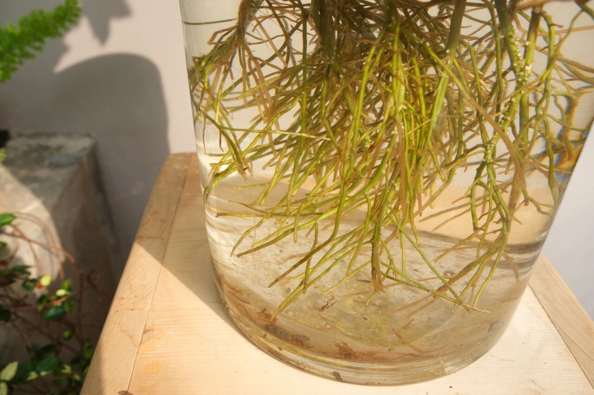 hug|水培植物-非洲茉莉 95非洲茉莉株形丰满,有碧绿青翠的革质叶,花
