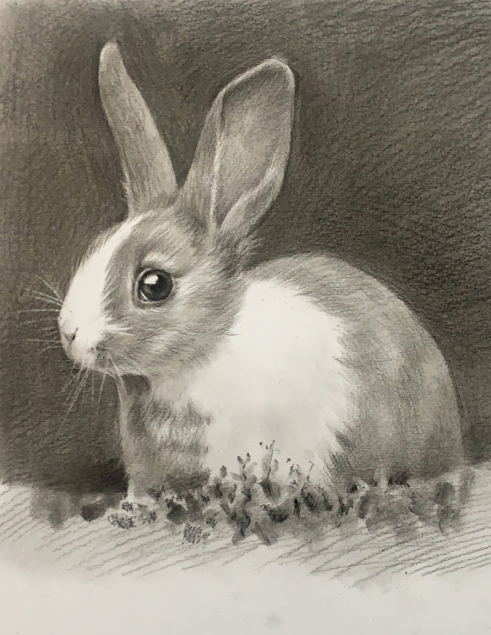 明天上传教学步骤和视频 #素描薄有故事# #素描# #素描动物# #兔子