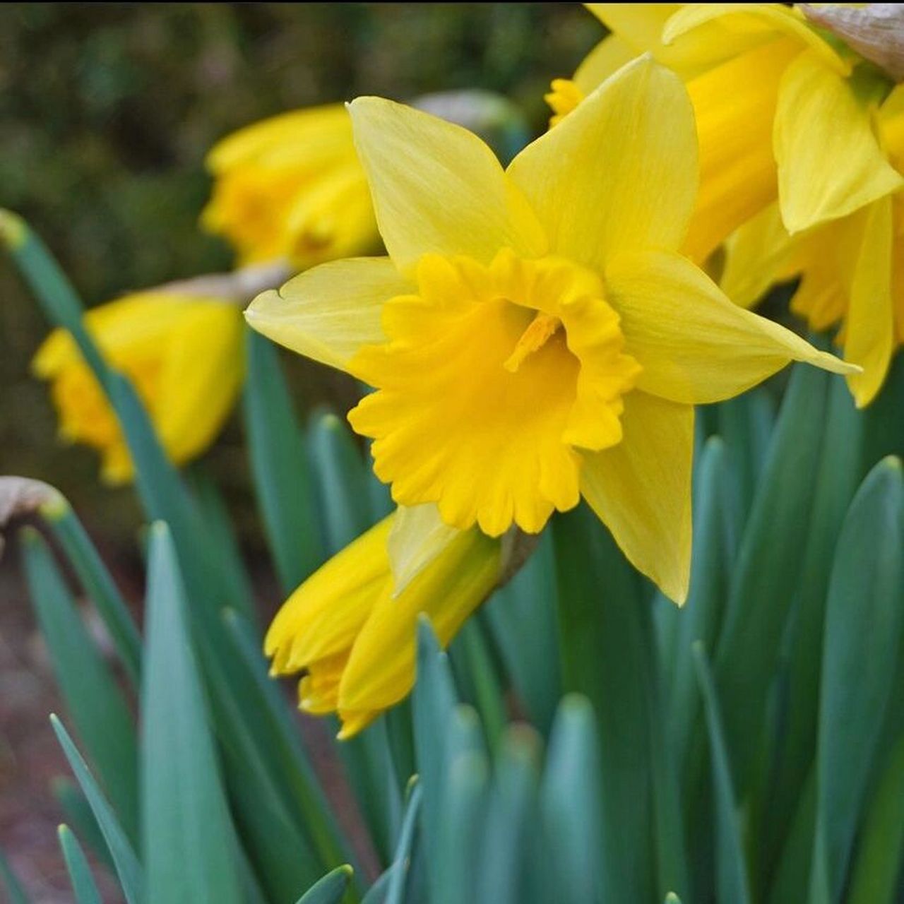 每日一花03|水仙 narcissus 水仙|石蒜科多年生鳞茎植物 水仙的生长适