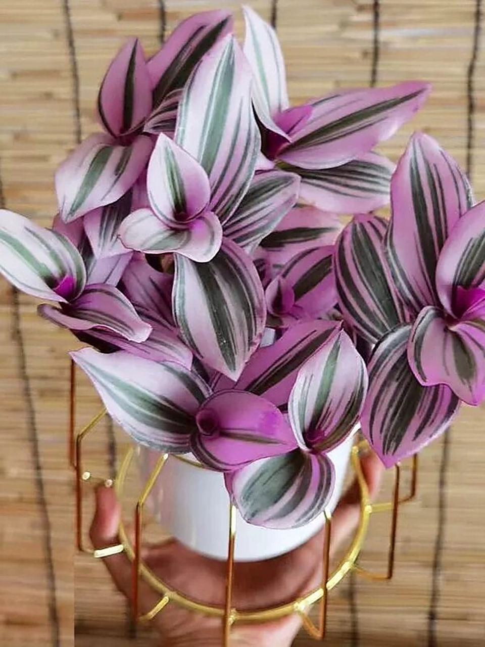 知识分享‖油画吊兰的养护 油画吊兰养殖方法: 16615土壤条件,配