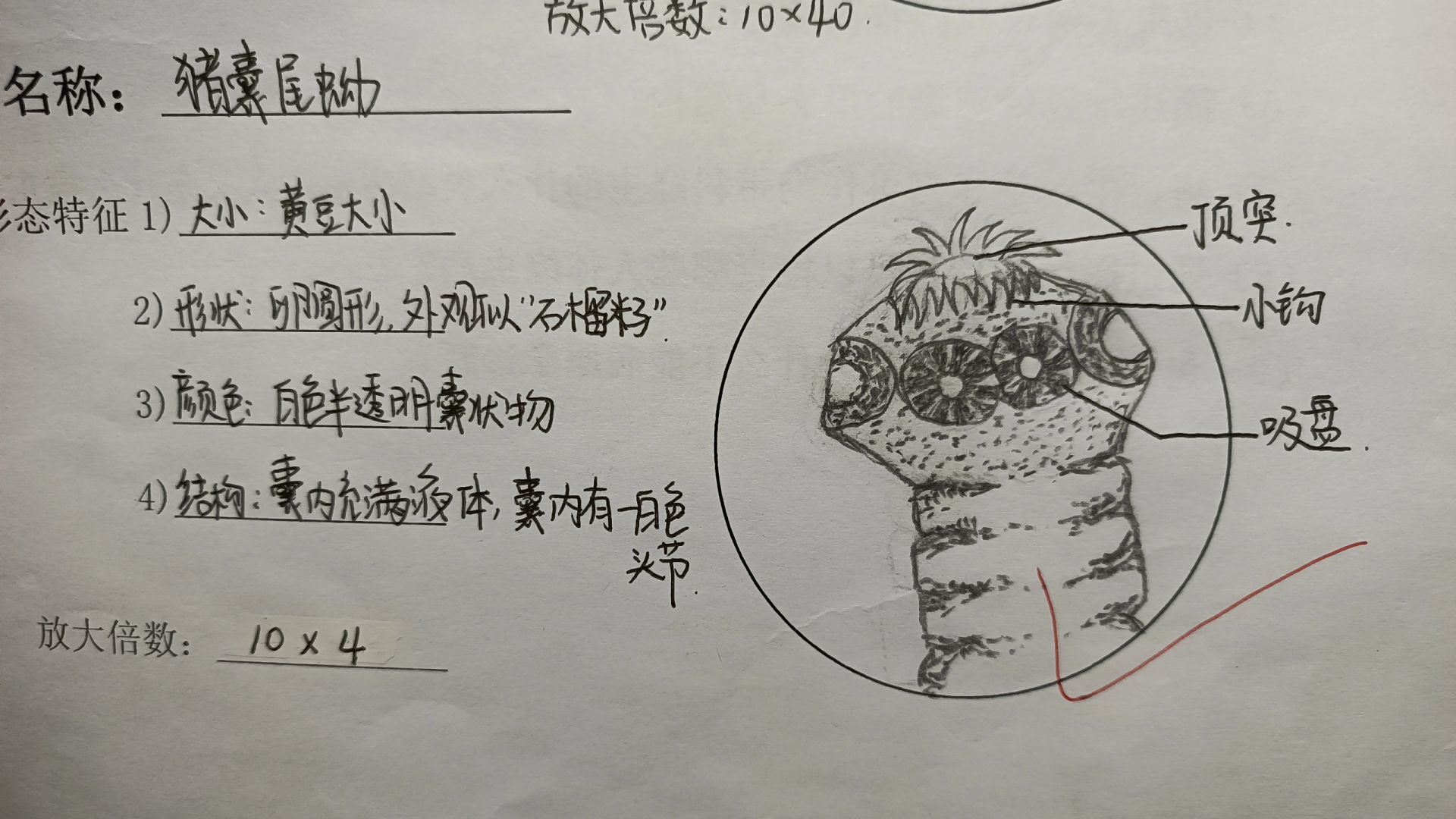 绦虫简笔画图片