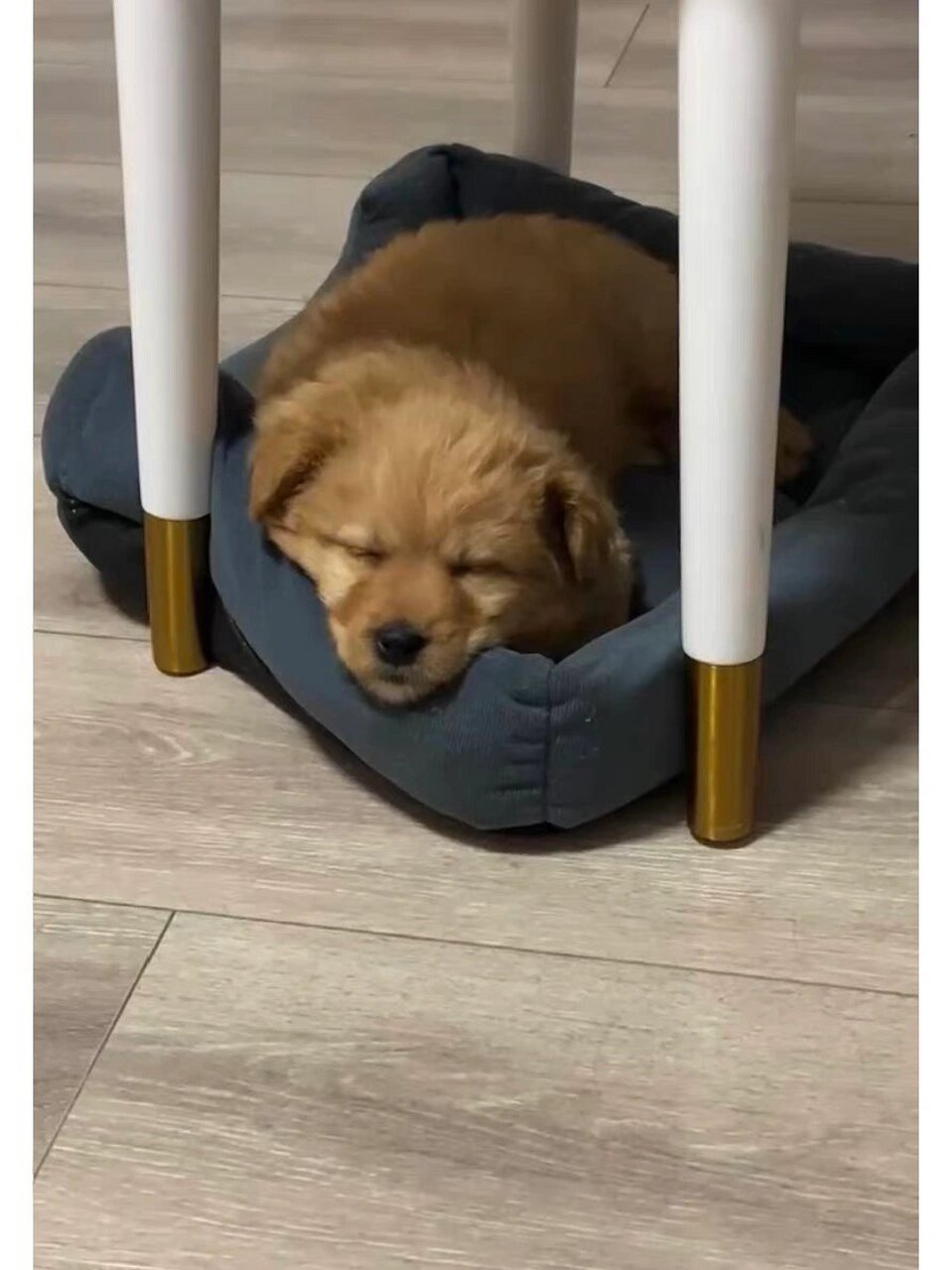 1,狗狗刚到家是个陌生环境会出现胆小,嗜睡的情况,这是非常正常的.