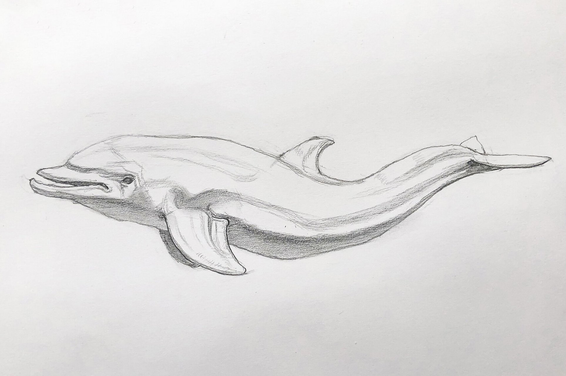 素描动物,小海豚!