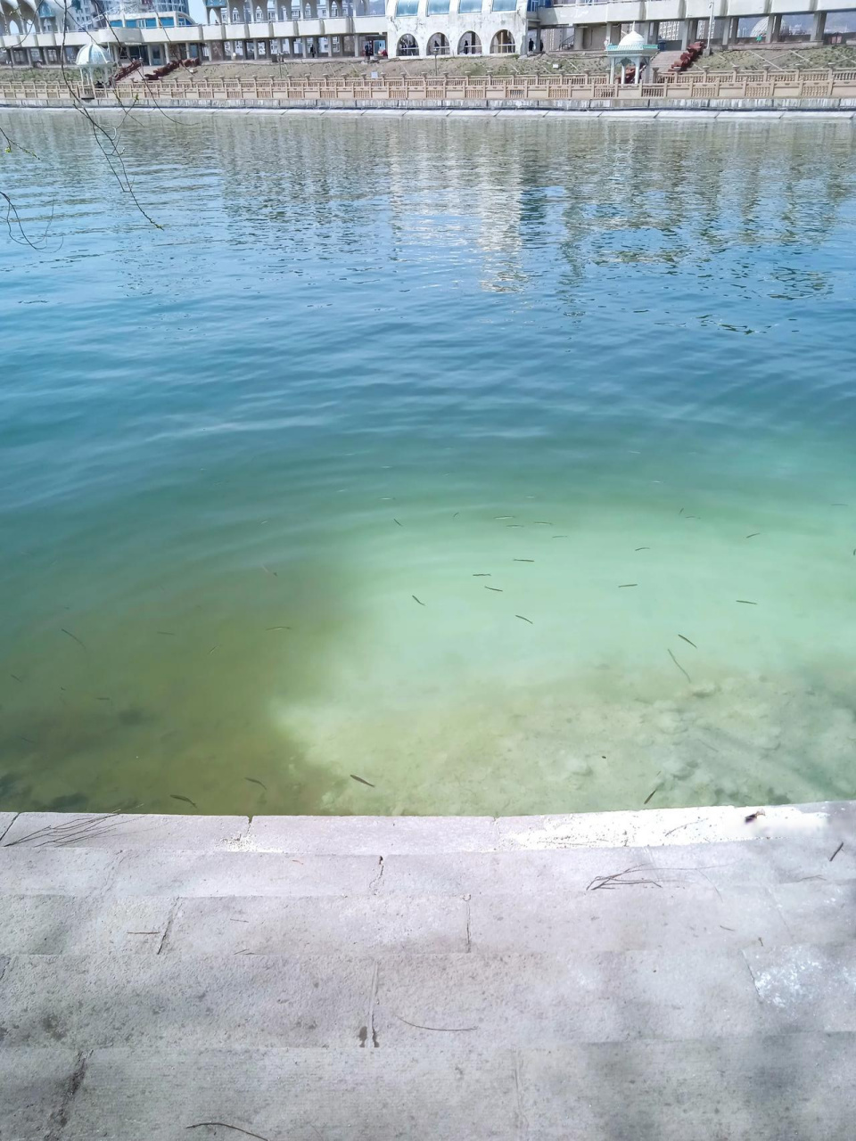 细的小鱼成群结队的游来游去,数量还不少呢,看不清这是条子鱼还是啥鱼