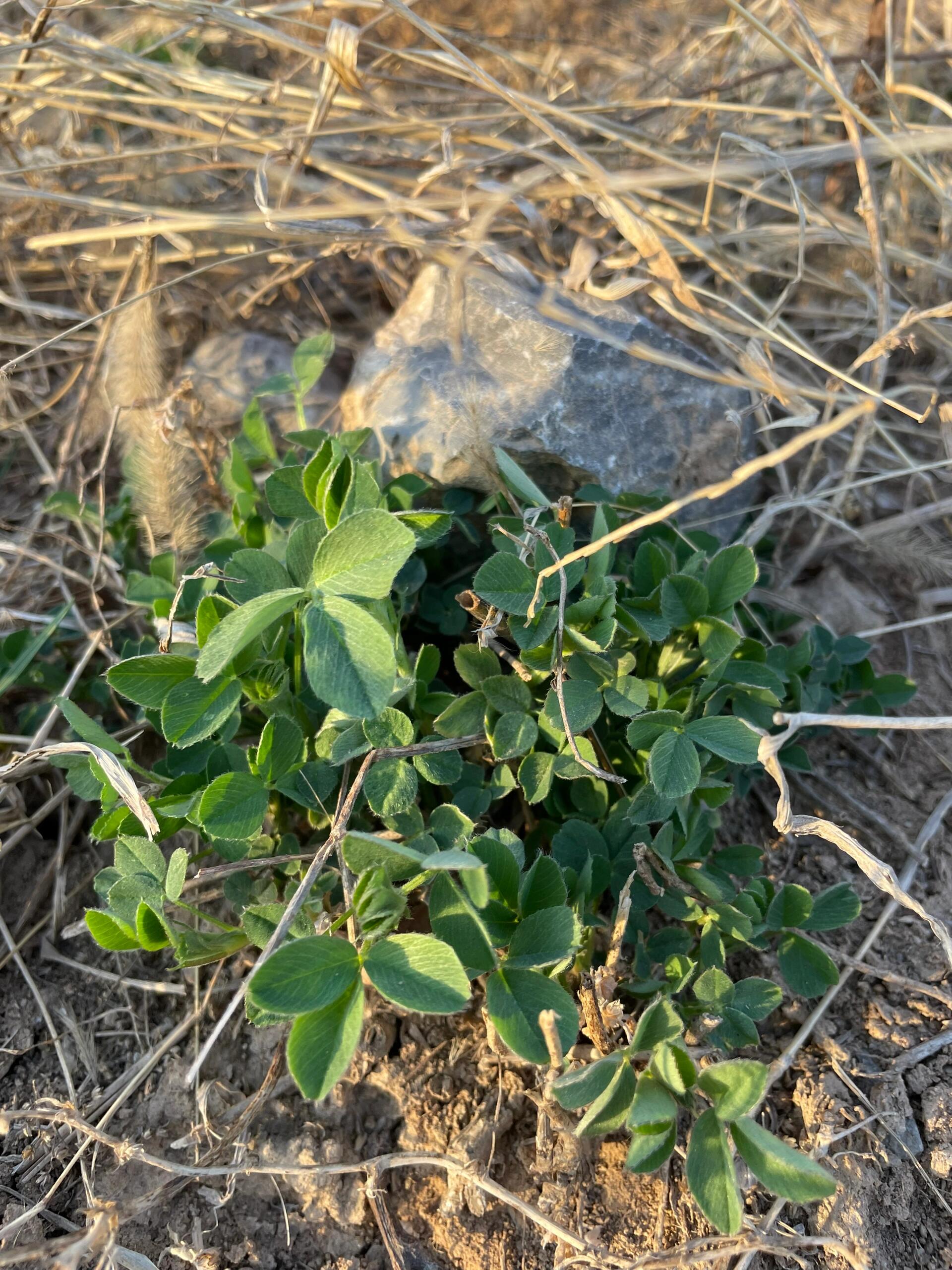 乡村野生苜蓿 苜蓿芽营养成分高,含有丰富的膳食纤维,且仅有很少的