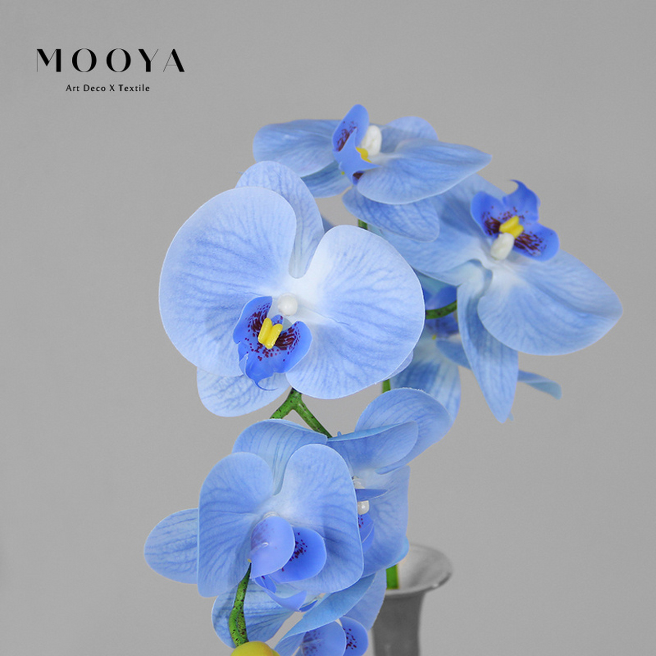 mooya识花笺-蝴蝶兰(无法拒绝的蓝色) 花语:幸福,纯洁,丰盛,快乐,满足