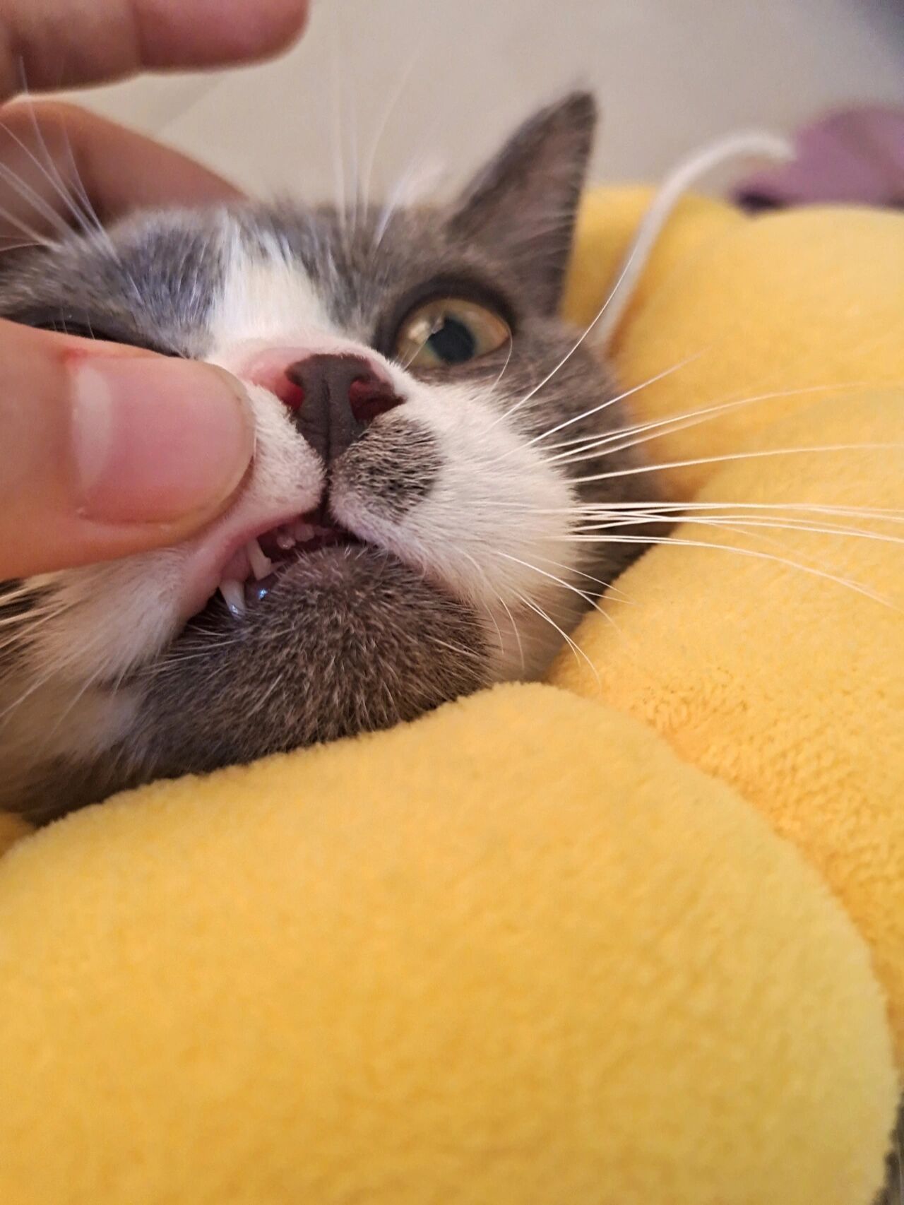 猫咪门牙黑了别慌那是换牙