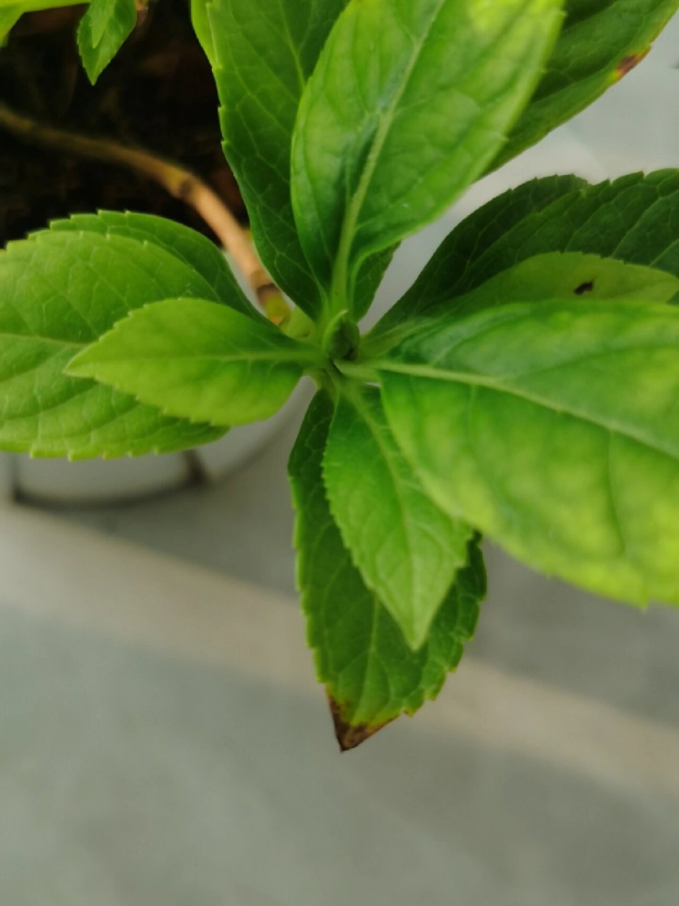 绣球怎么知道有没有花苞呀 这些是不是快长花苞了呢?