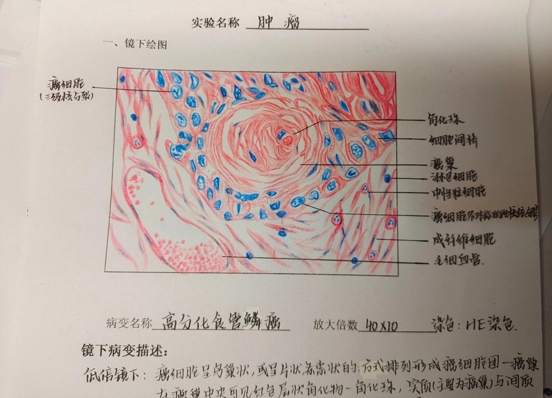 绒癌红蓝铅笔图图片