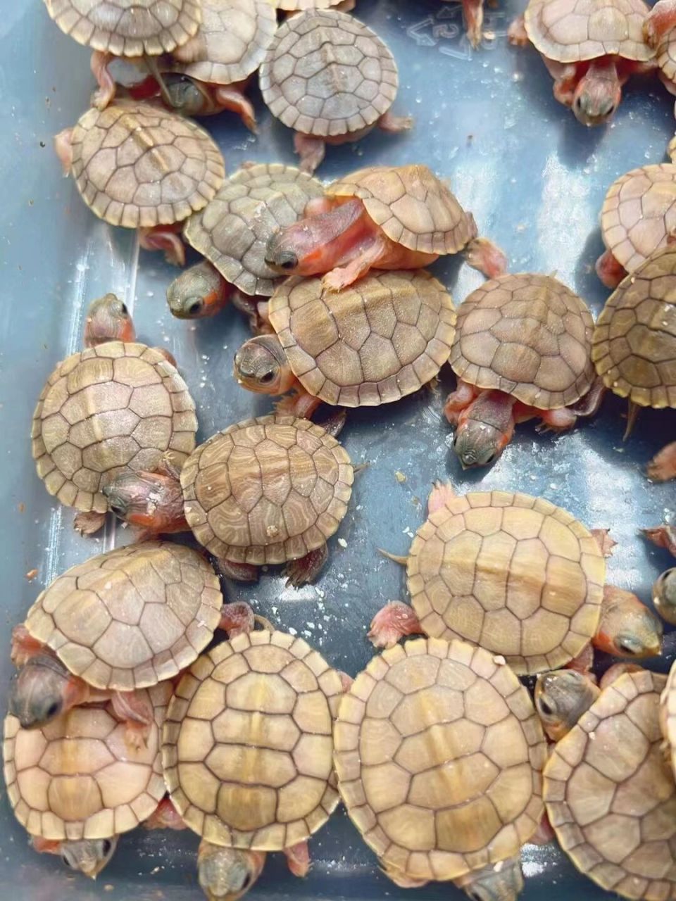 变异巴西龟,黄金果冻品种刚出生的干苗未下水