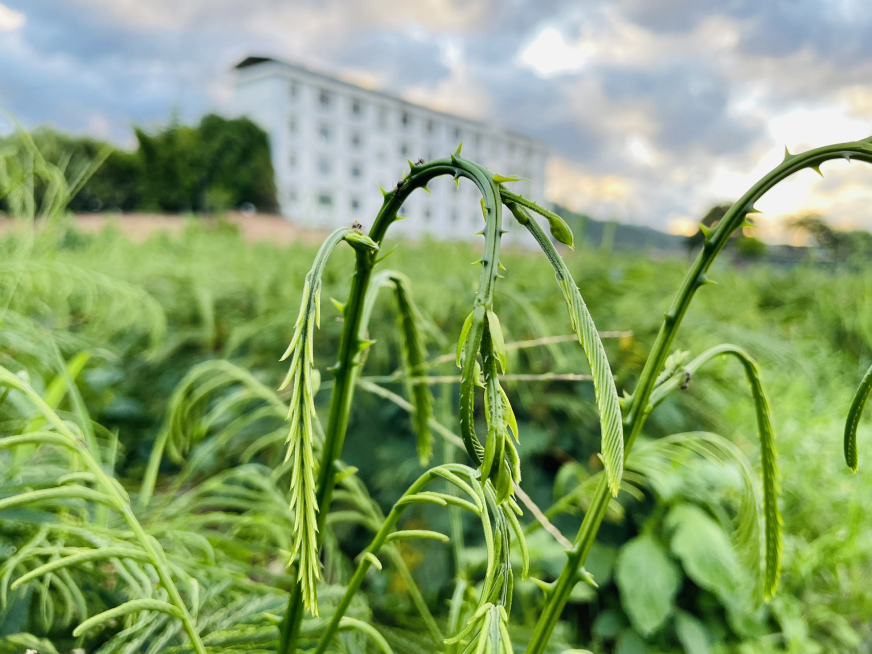 开春了臭菜吃过了但臭菜树你见过吗? 臭菜在我们云南也叫怕哈.