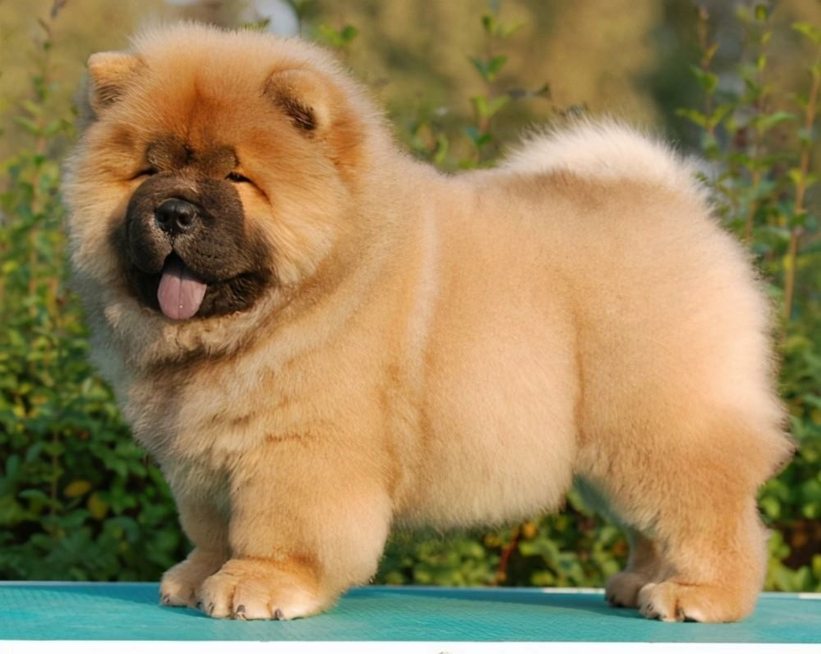 犬种介绍~松狮犬 92别名:熊狮犬 寿命:11-12年 难养指数