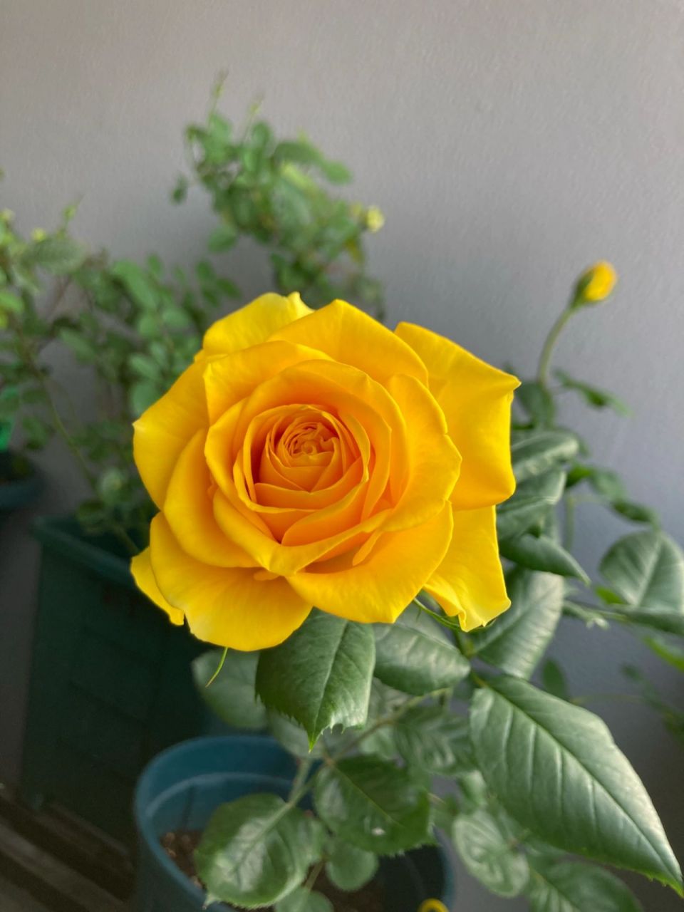 苏格兰黄油月季