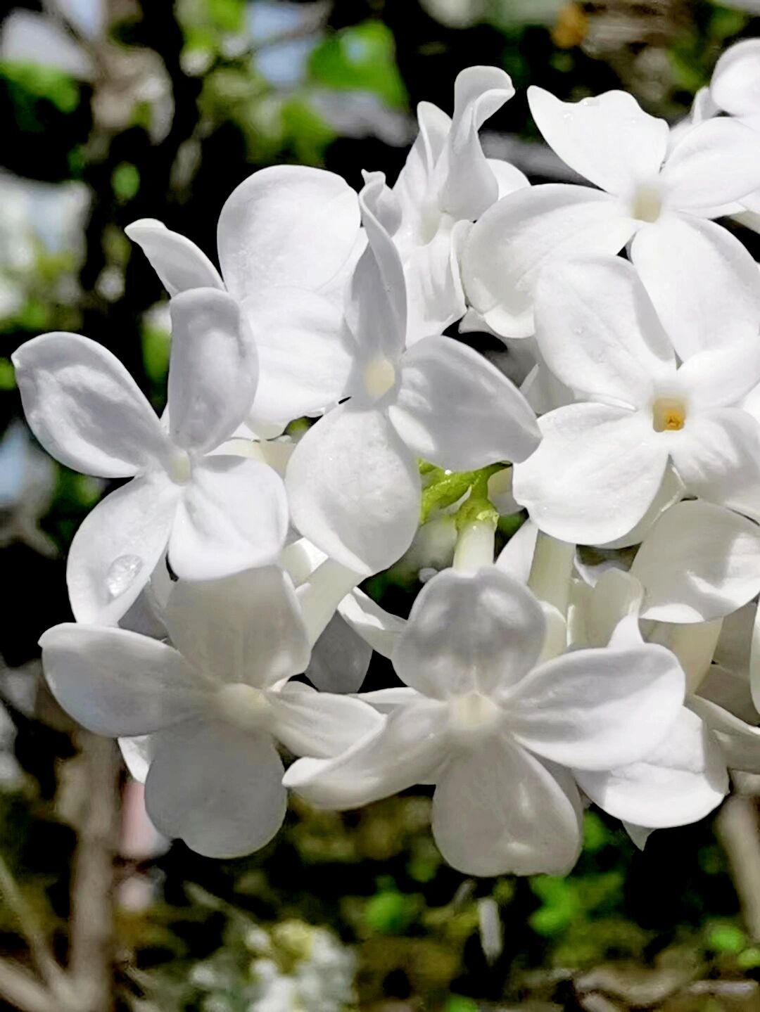 丁香花有白色 丁香花有白色,紫色,蓝紫色,紫红色等颜色,属于落叶灌木