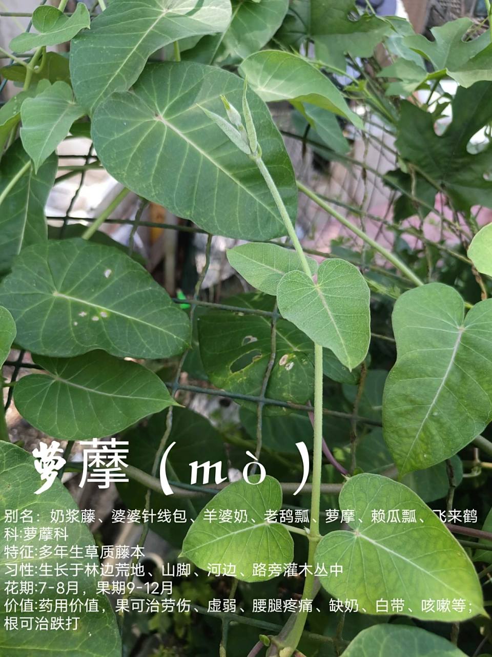 植物小科普～萝藦(mò) 别名:奶浆藤,婆婆针线包,羊婆奶,老鸹瓢,萝摩