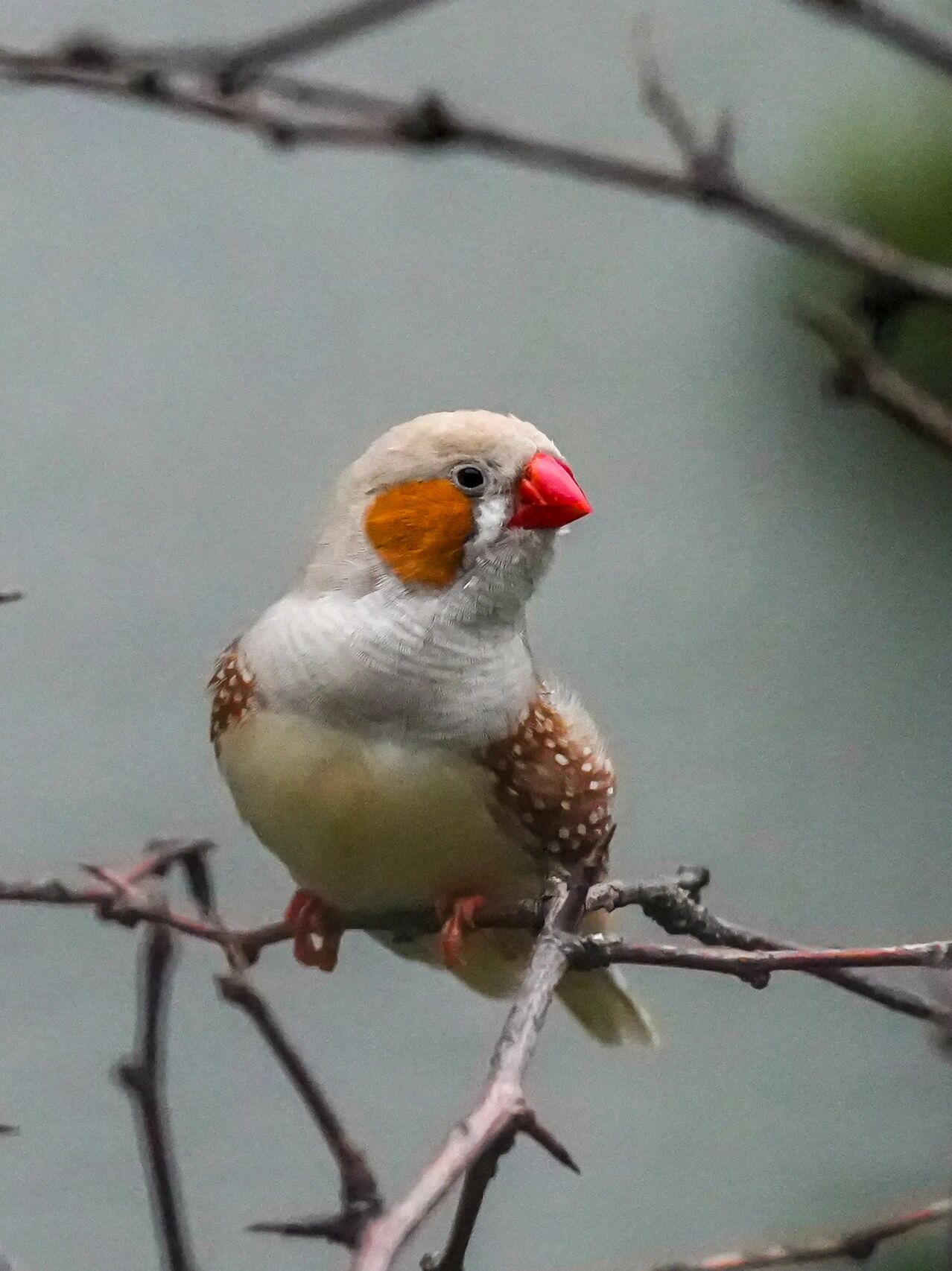 鸟类图鉴 | 斑胸草雀 珍珠鸟学名叫斑胸草雀,别名也叫锦花鸟,锦华鸟